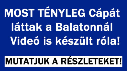 Most tényleg Cápát láttak a Balatonnál