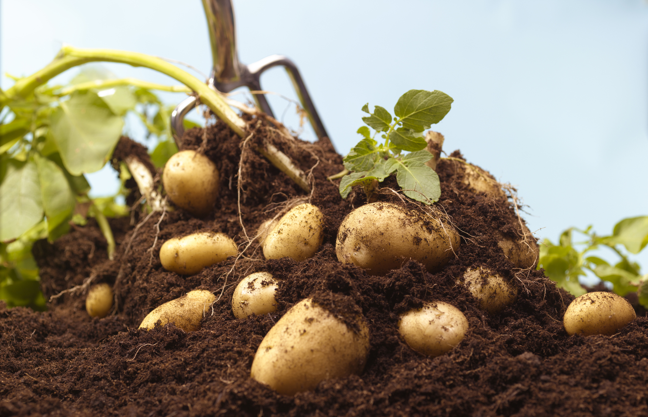 Titkos krumpli termesztési trükk! 1 gumóból 40 vödör krumplid is lehet!