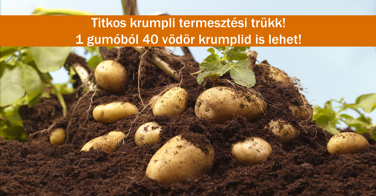 Titkos krumpli termesztési trükk! 1 gumóból 40 vödör krumplid is lehet!