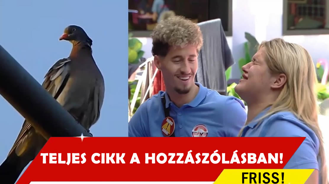 VV Giadát egy galamb telibe piszkította! Mutatjuk a részleteket!