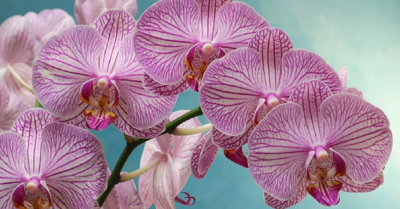 Így lesz brutálisan szép az orchideád!