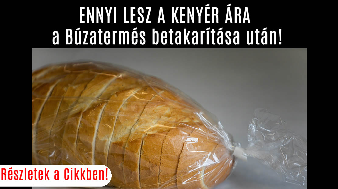 ENNYI LESZ A KENYÉR ÁRA a Búzatermés betakarítása után!