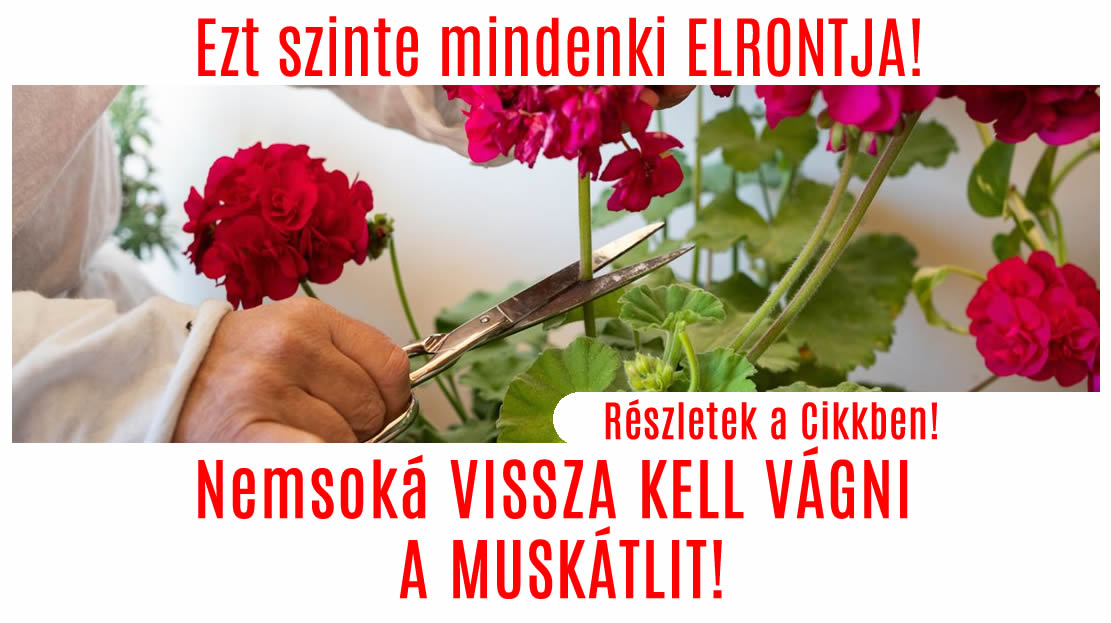 Nemsoká VISSZA KELL VÁGNI A MUSKÁTLIT. Ezt szinte mindenki ELRONTJA!