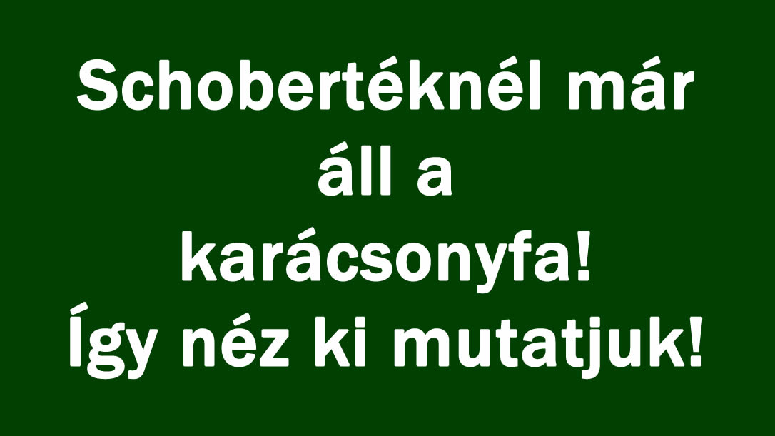 Schobertéknél már áll a karácsonyfa! Így néz ki mutatjuk!