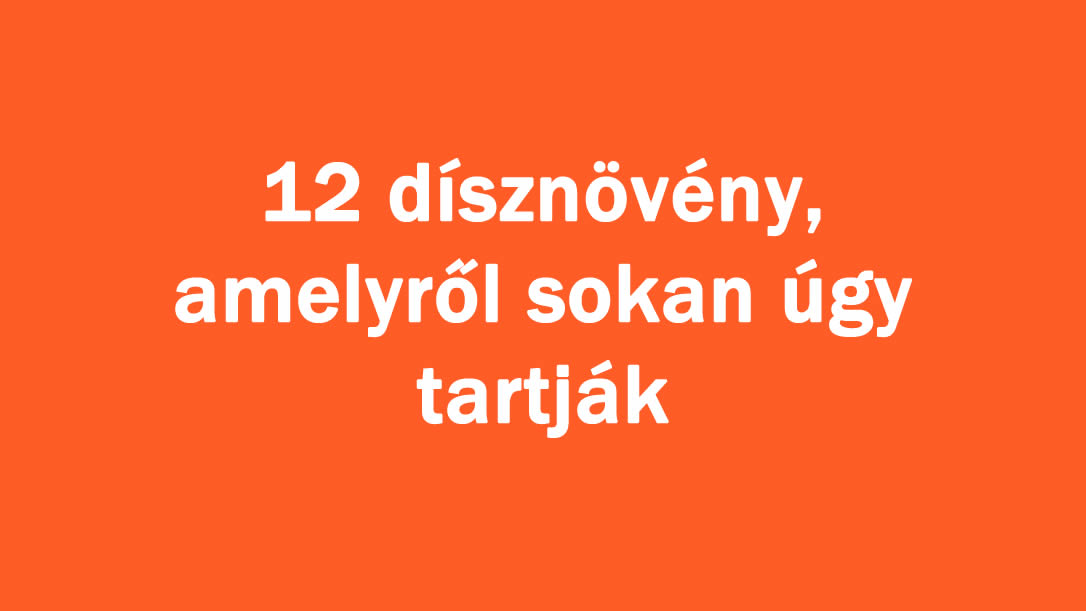 12 dísznövény, amelyről sokan úgy tartják